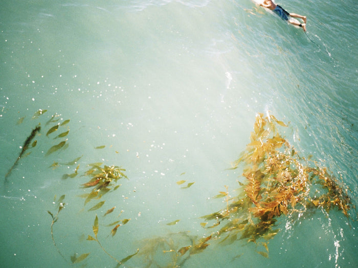 How Planting Giant Kelp Forests Can Help Save the Planet